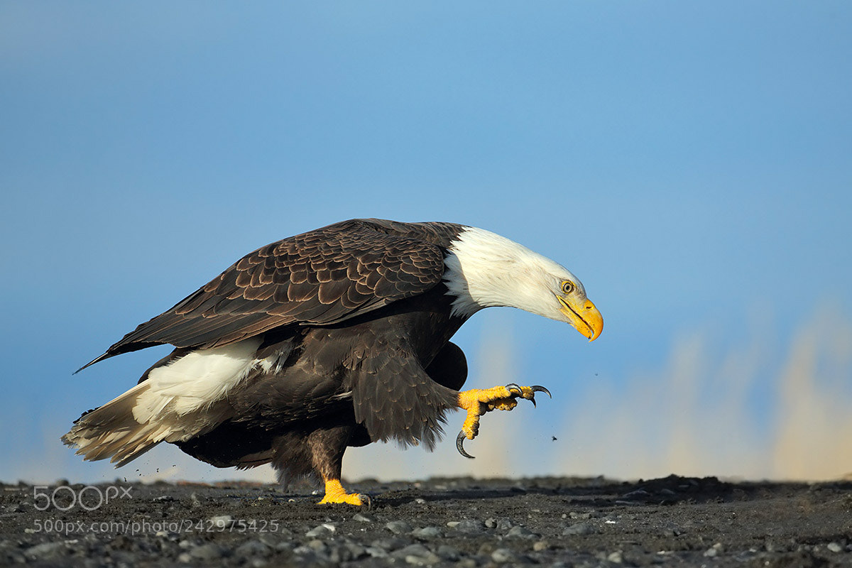 Canon EOS-1D X sample photo. Bald eagle in alaska photography