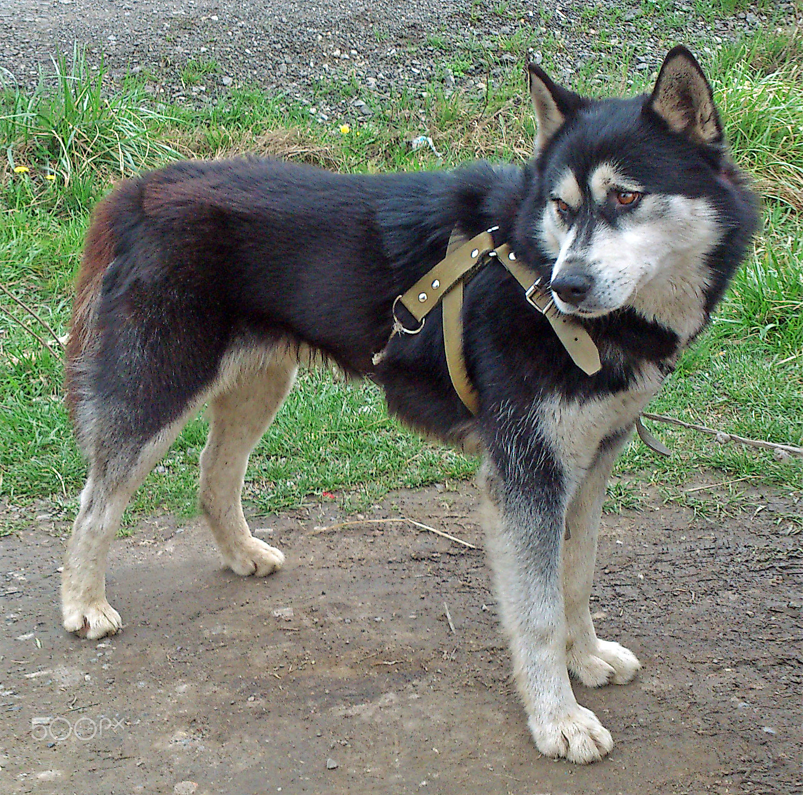 Sony Ericsson Xperia S sample photo. Husky photography