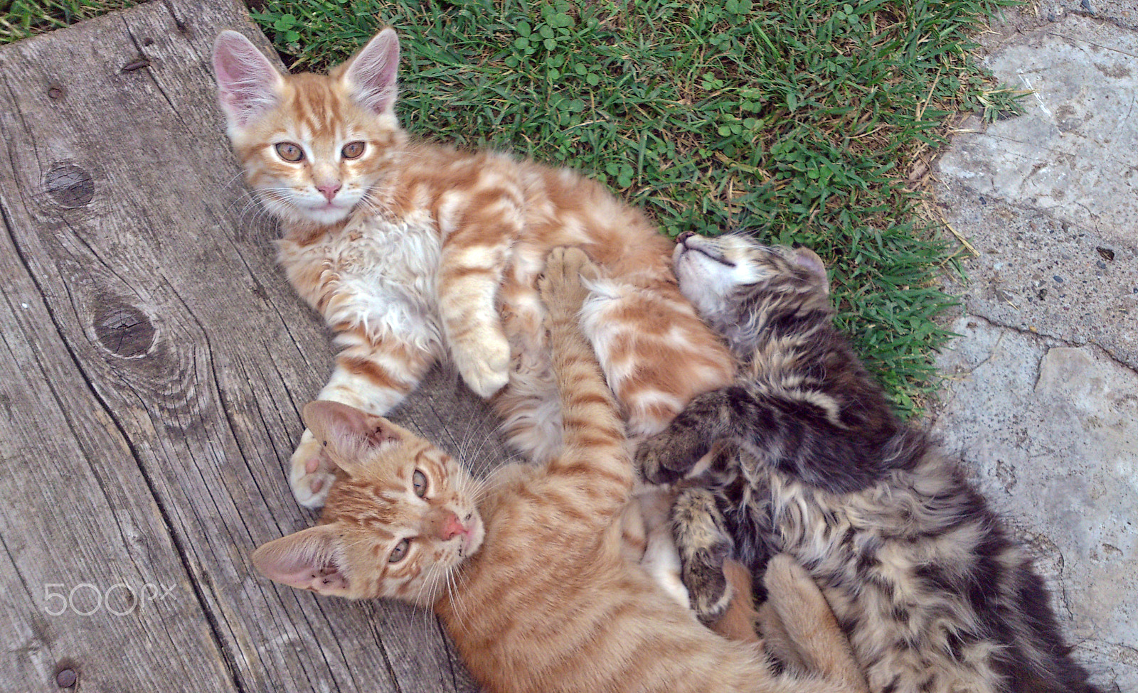 Sony Ericsson Xperia S sample photo. Sleepy small kittens photography