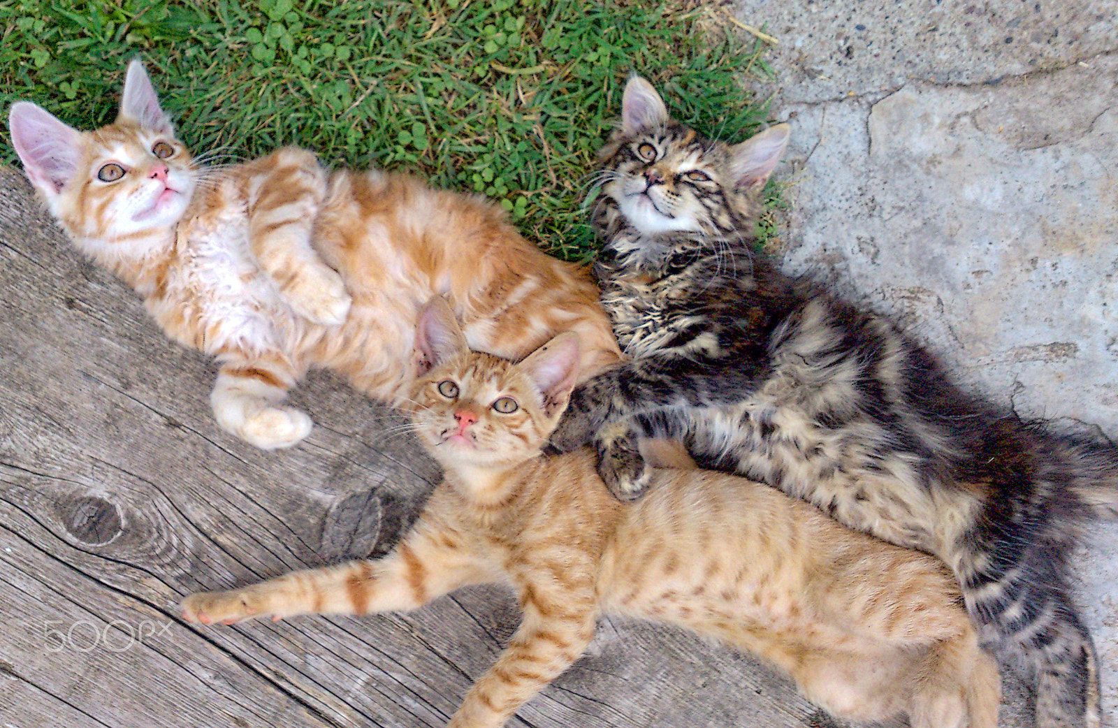 Sony Ericsson Xperia S sample photo. Sleepy small kittens photography