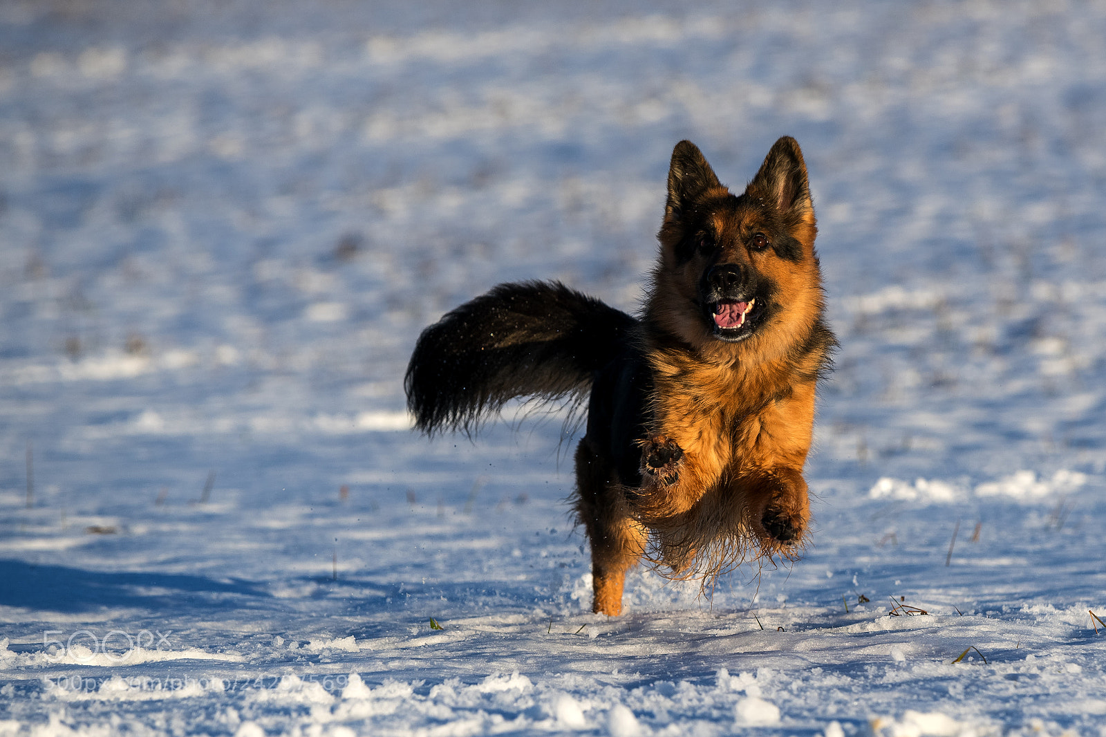 Nikon D850 sample photo. Running little lady guinnevere photography