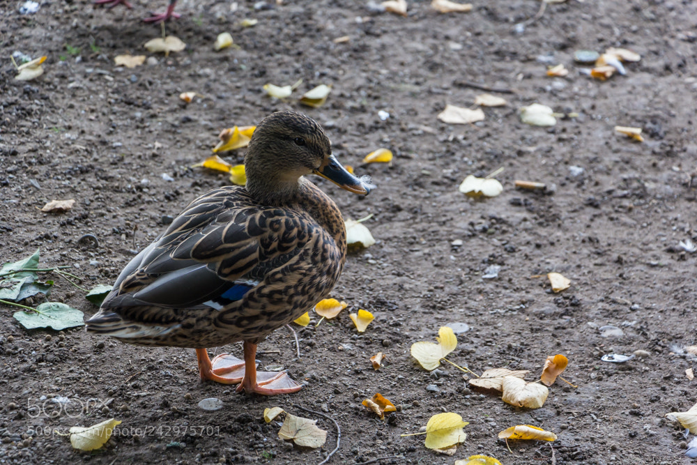 Canon EOS 60D sample photo. Beauty mac-mac photography