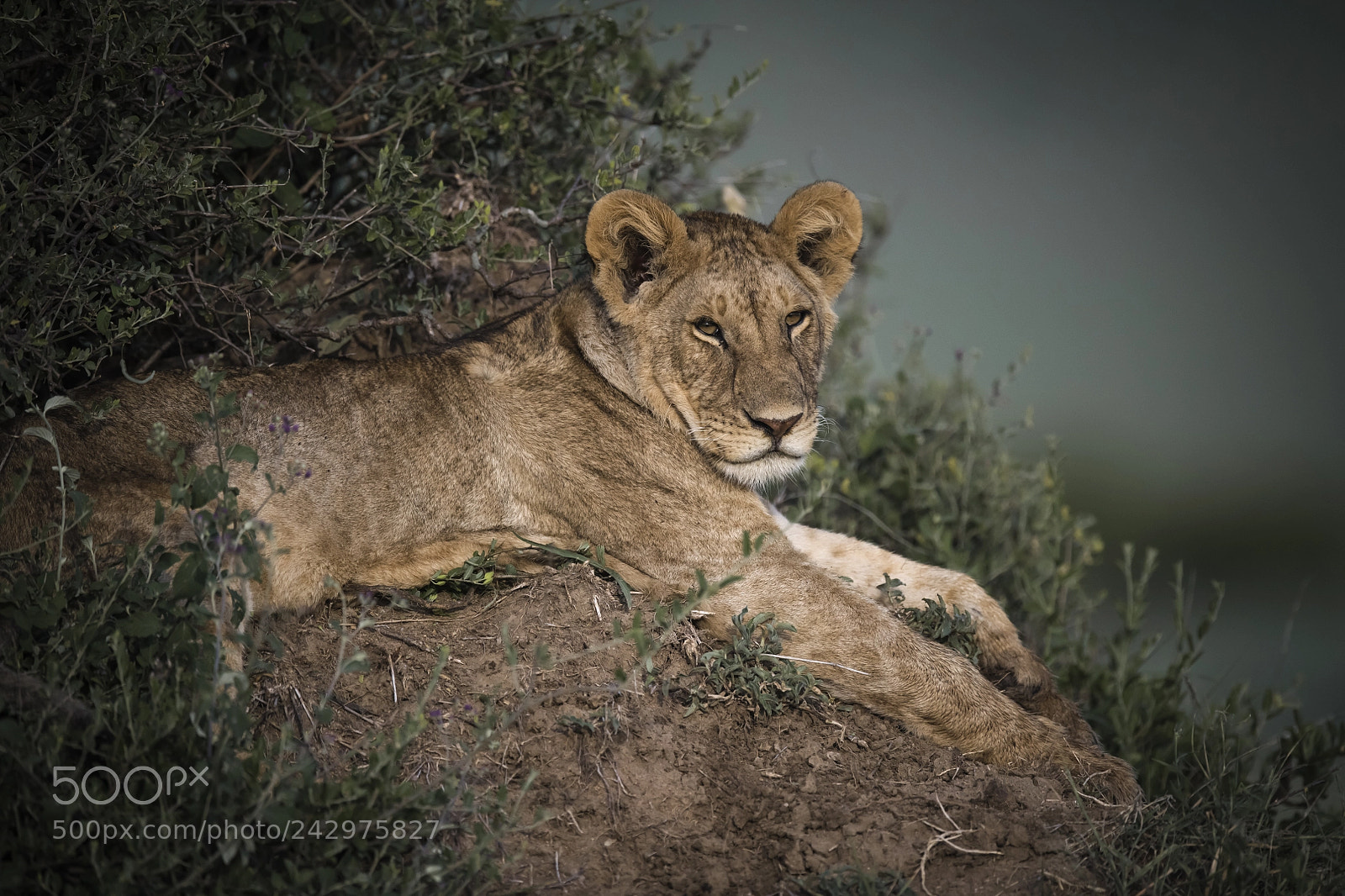 Nikon D850 sample photo. Lounge lion photography