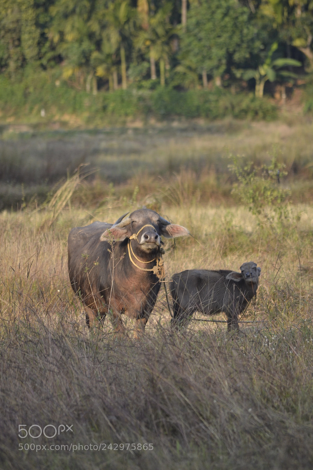 Nikon D3100 sample photo. Mother buffalo and the photography