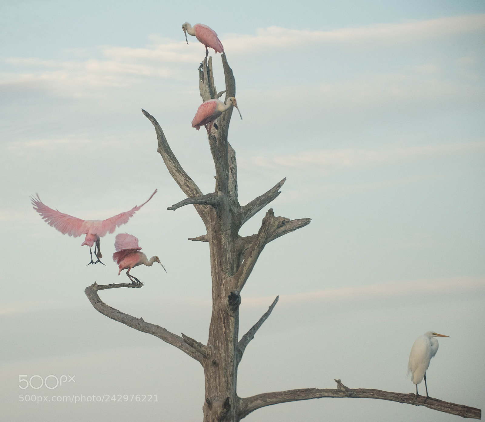 Nikon D810 sample photo. Dsc spoonbill nesting photography