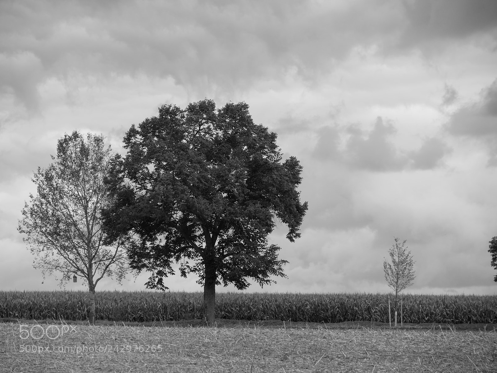 Panasonic Lumix DMC-GX85 (Lumix DMC-GX80 / Lumix DMC-GX7 Mark II) sample photo. Tree behind tree photography