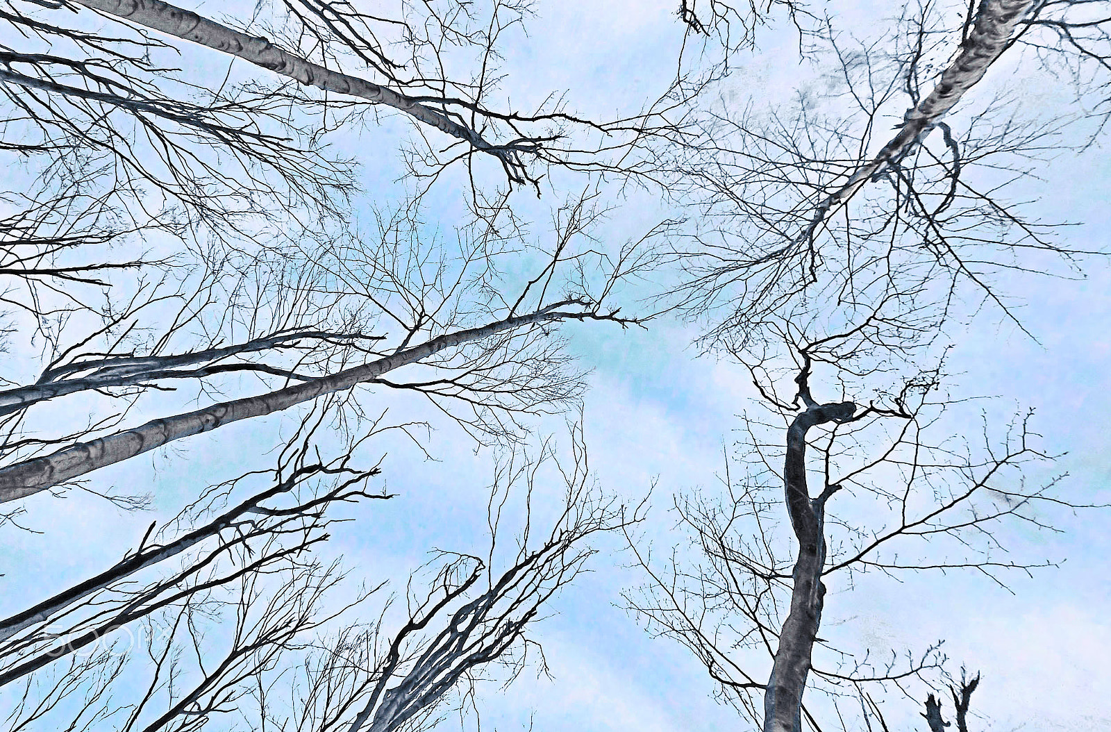 Fujifilm FinePix JX550 sample photo. Bare tree in cold winter photography