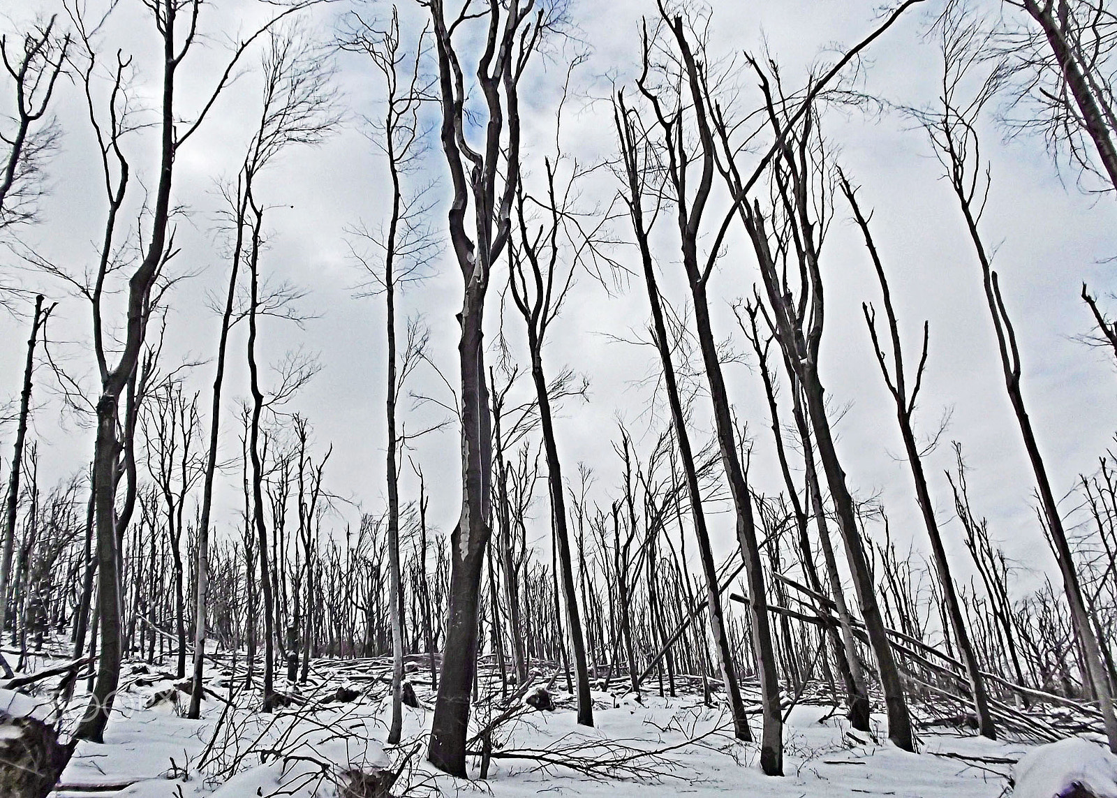 Fujifilm FinePix JX550 sample photo. Forest in cold winter photography