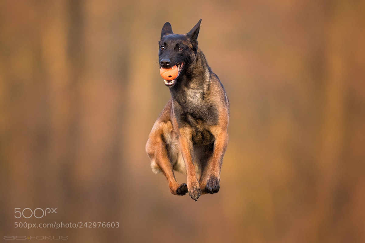 Canon EOS 7D Mark II sample photo. Happy dog photography