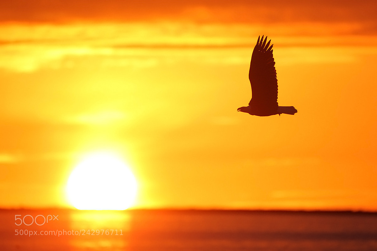 Canon EOS-1D X sample photo. Bald eagle at sunset photography