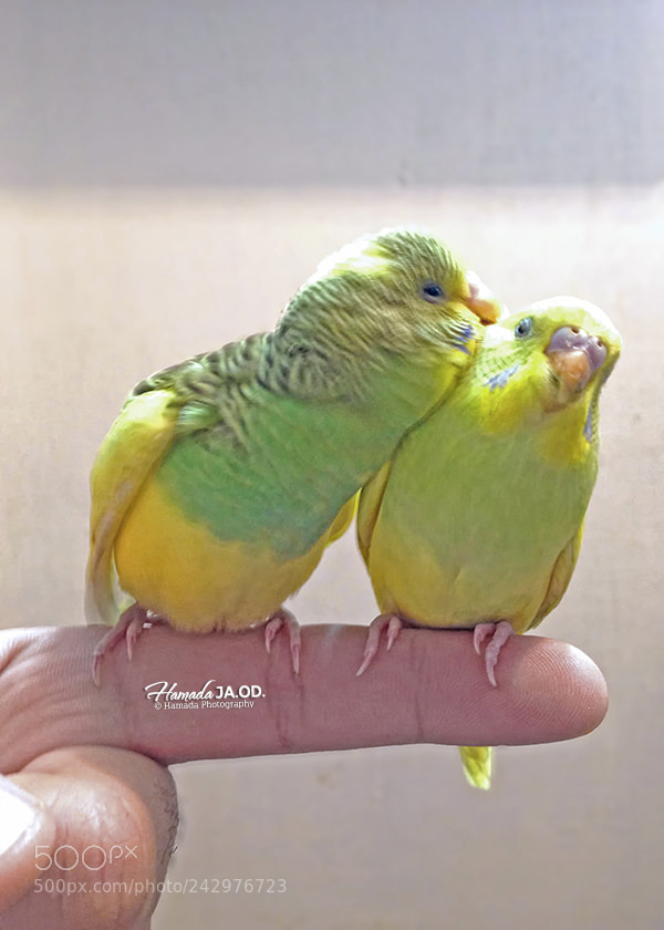 Apple iPhone 5 sample photo. Badgy birds photography