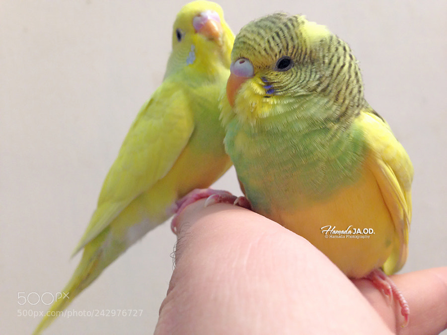 Apple iPhone 5 sample photo. Badgy birds photography