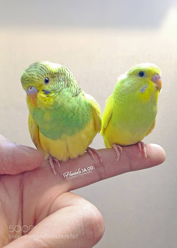 Apple iPhone 5 sample photo. Badgy birds photography