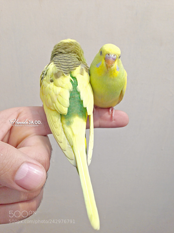 Apple iPhone 5 sample photo. Badgy birds photography