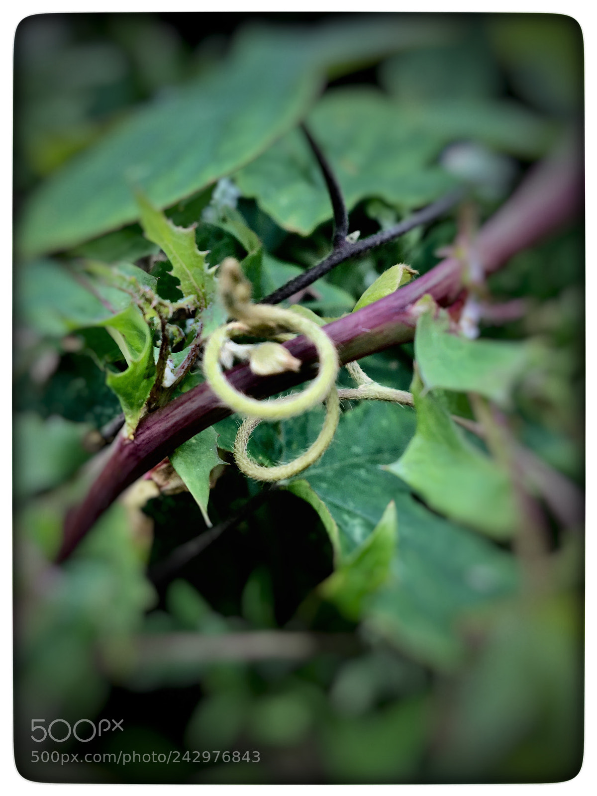 Apple iPhone 6s sample photo. Untitled photography