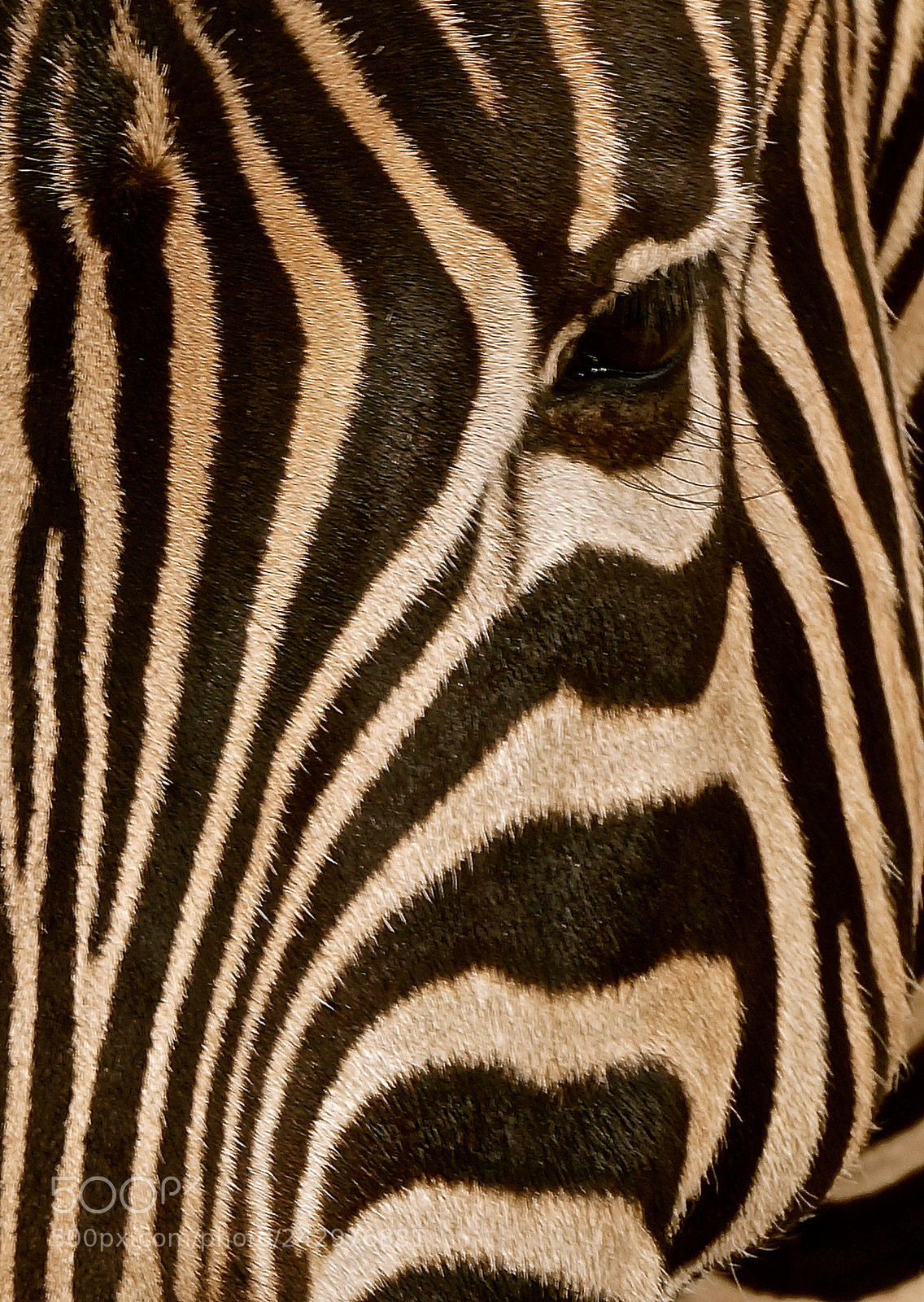 Sony Alpha NEX-3N sample photo. Stripes photography