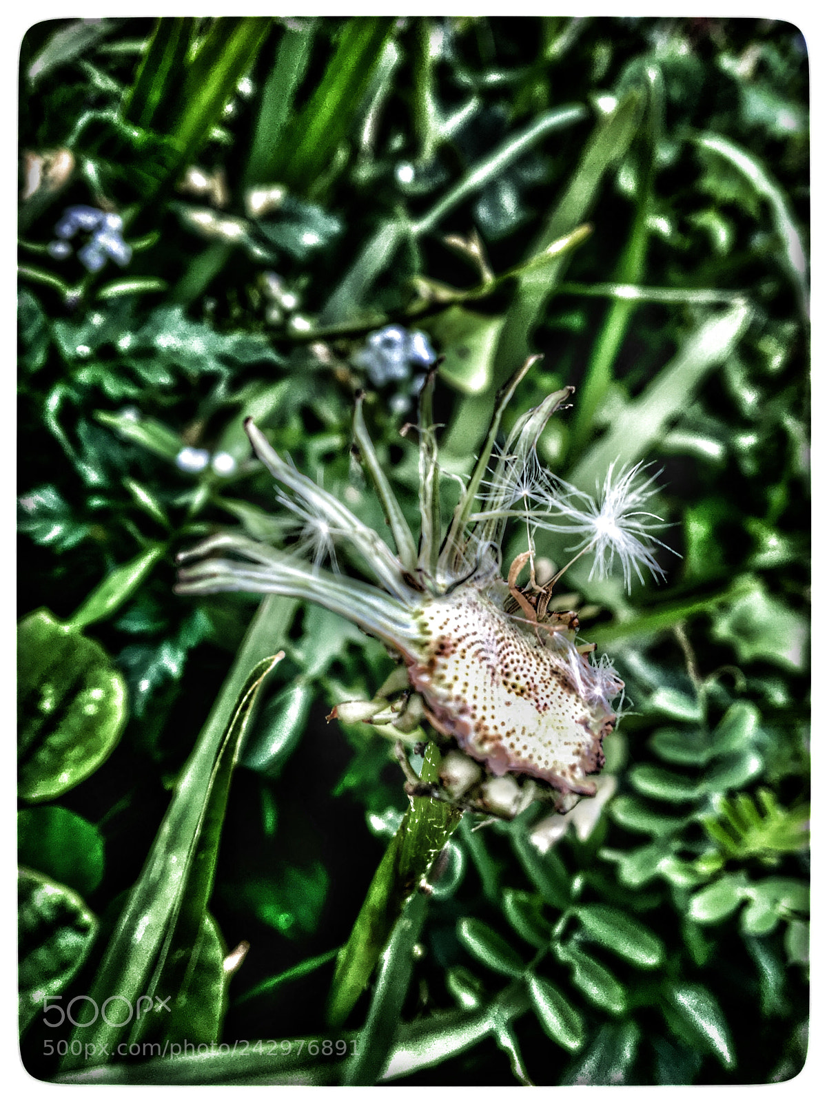 Apple iPhone 6s sample photo. Untitled photography