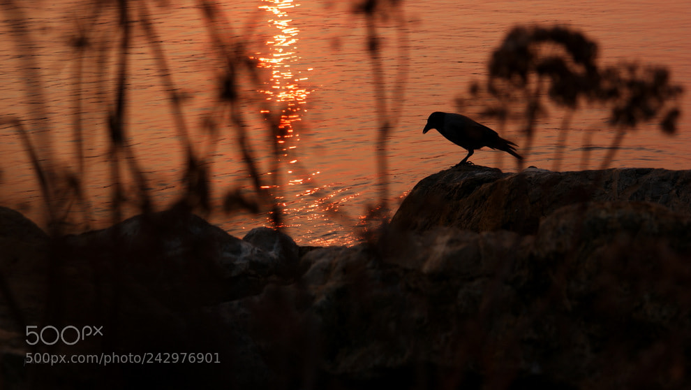 Samsung NX1 sample photo. ... photography