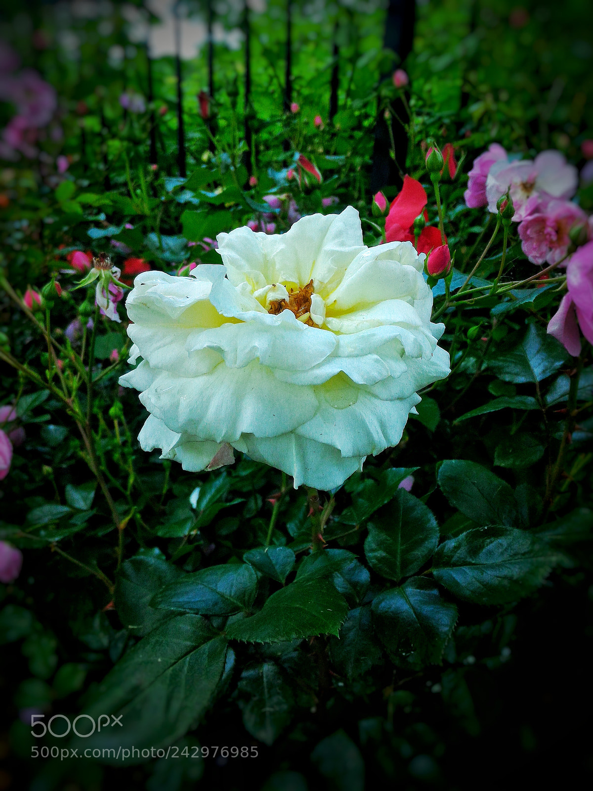 ASUS ZenFone 2 (ZE551ML) sample photo. Ex-whiterose photography