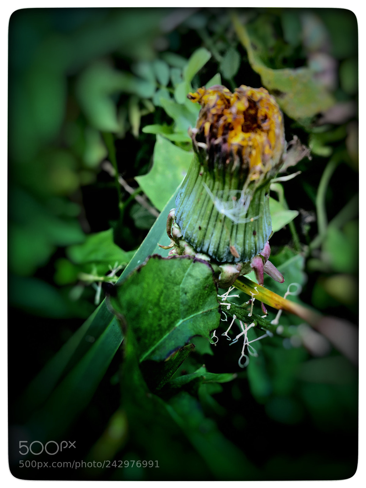 Apple iPhone 6s sample photo. Untitled photography