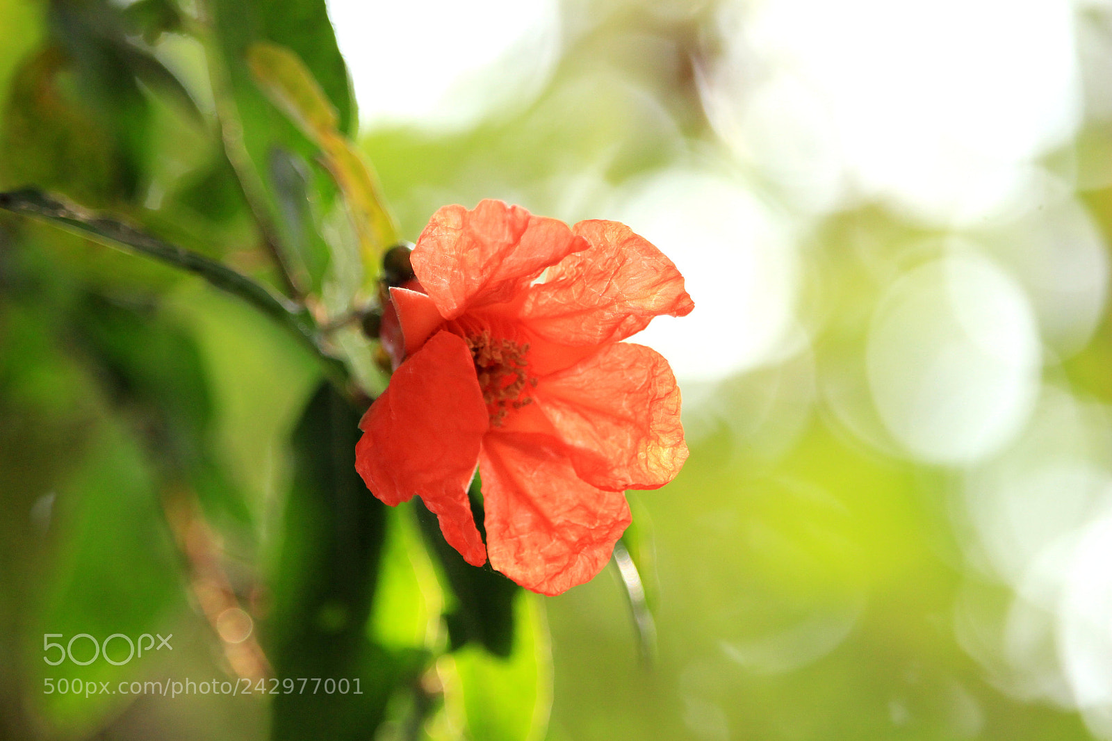 Canon EF-S 55-250mm F4-5.6 IS STM sample photo. Flower.. photography