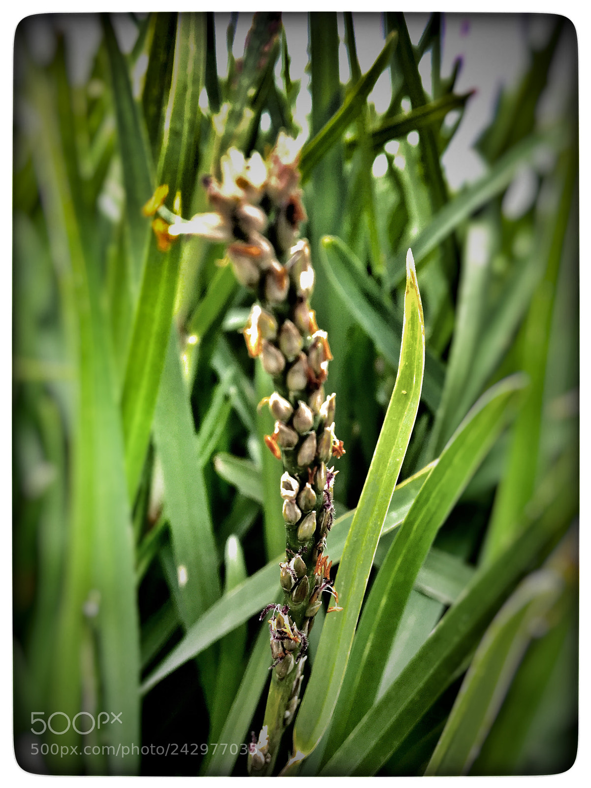 Apple iPhone 6s sample photo. Untitled photography