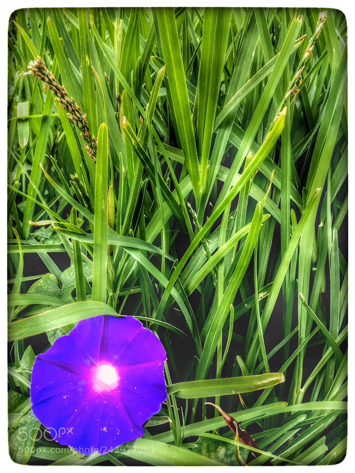 Apple iPhone 6s sample photo. Untitled photography