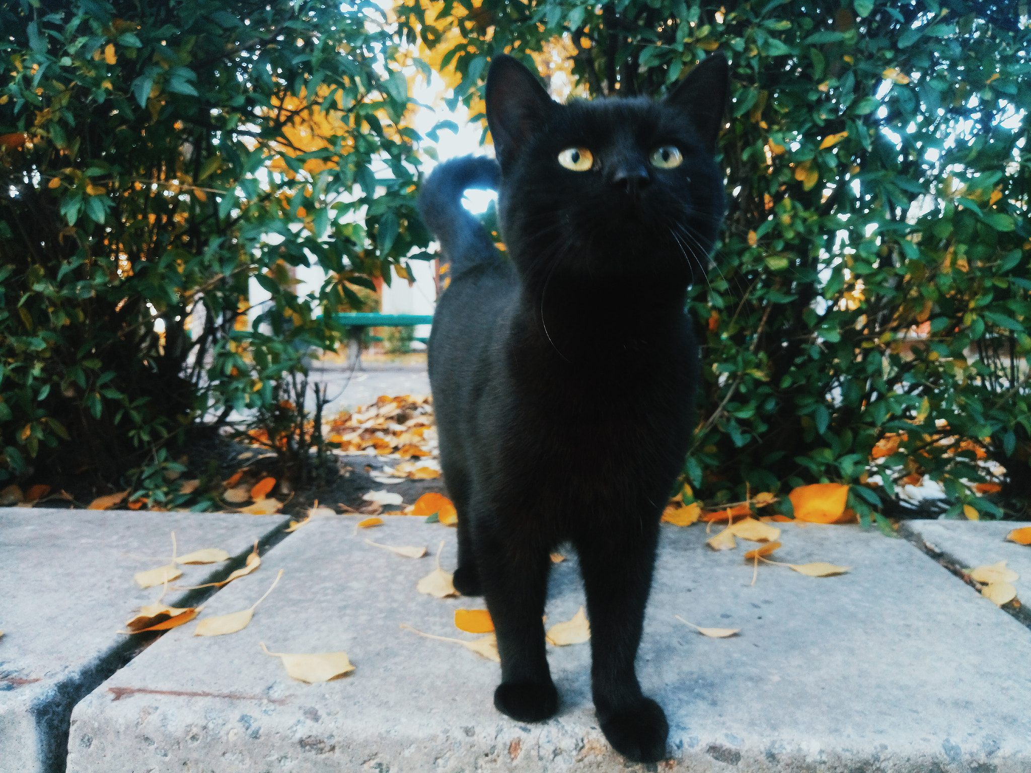 Meizu PRO 6 sample photo. Black cat photography