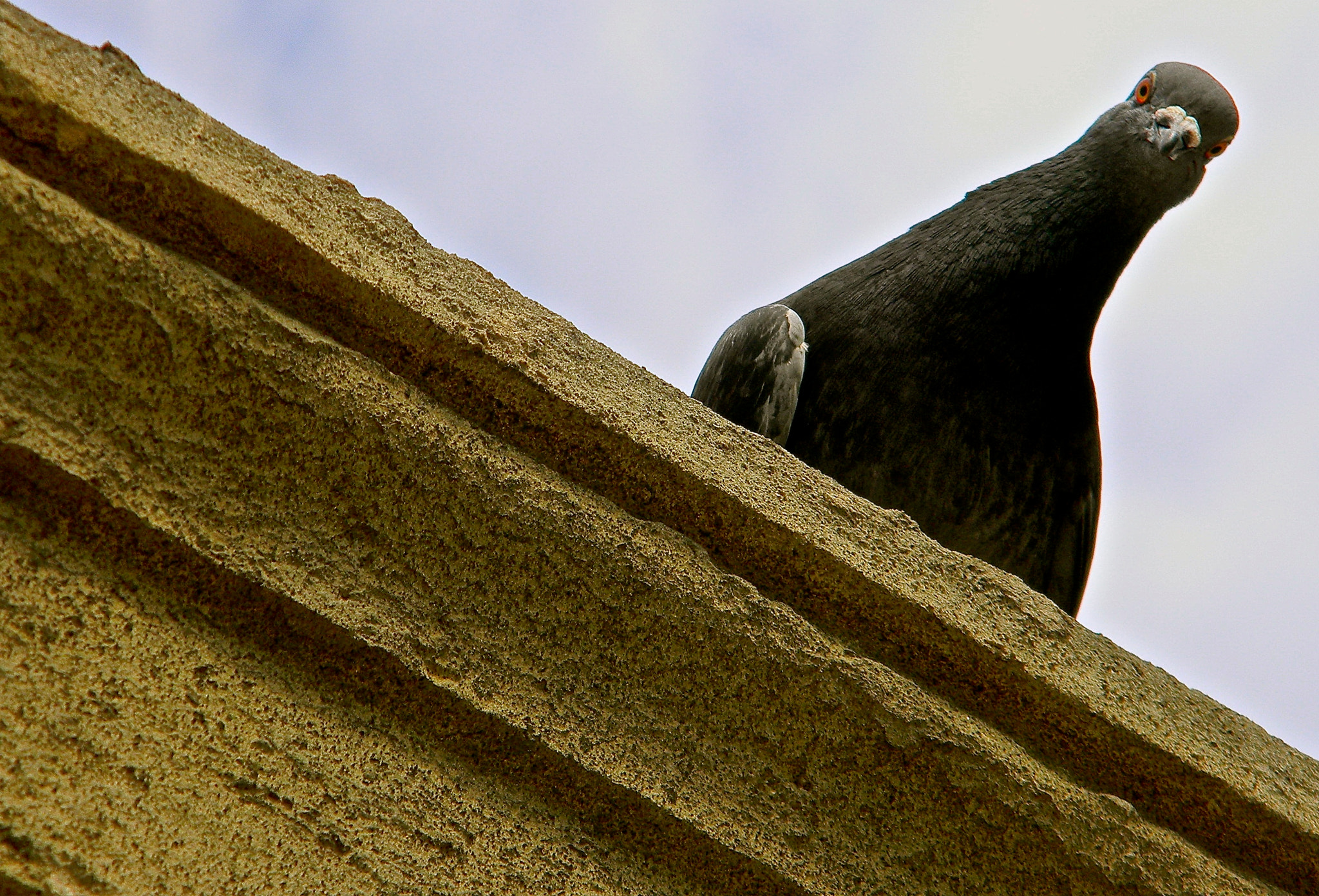 Nikon Coolpix L110 sample photo. Peek a pigeon photography