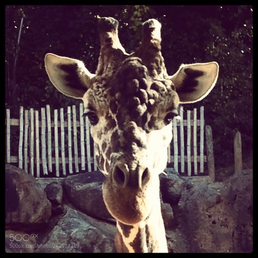 Apple iPhone 4S sample photo. Giraffe photography
