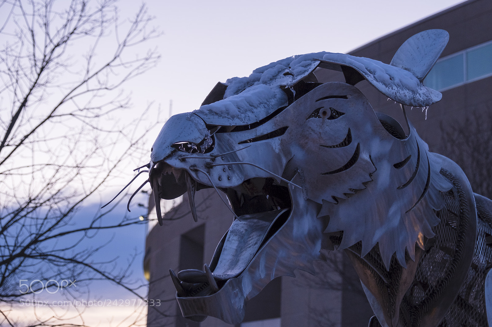 Fujifilm X-E3 sample photo. Princeton u tiger photography