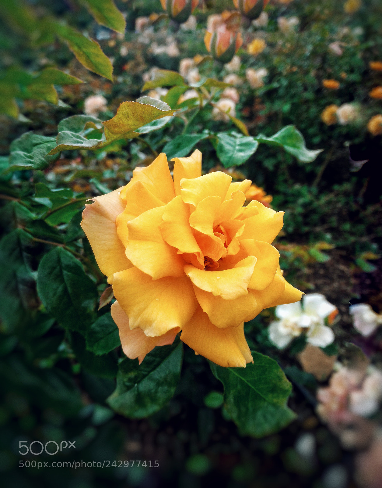 ASUS ZenFone 2 (ZE551ML) sample photo. Ex-yellowrose photography