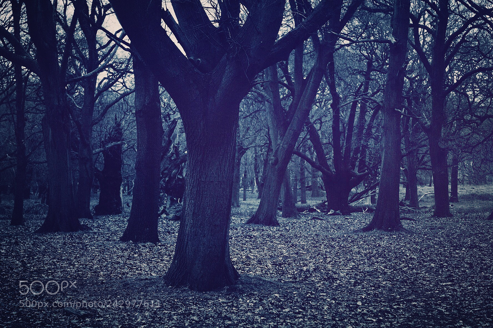 Fujifilm X-Pro2 sample photo. The 6 fingered tree photography