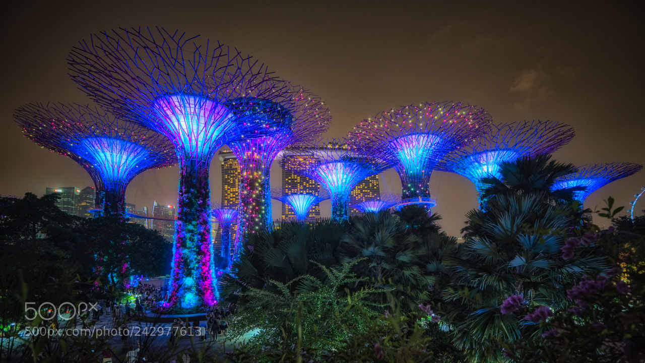 Sony a7 sample photo. Supertree grove photography