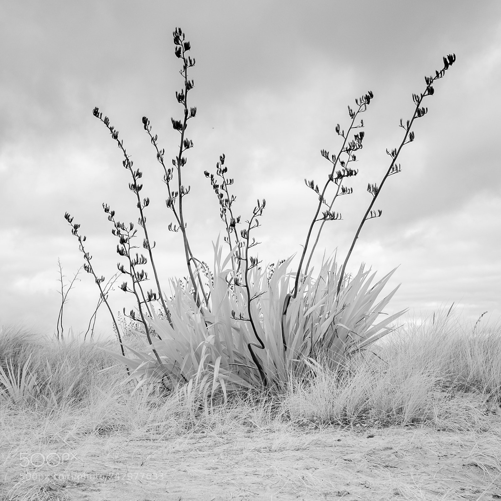 Fujifilm X-E2 sample photo. Phormium in infra red. photography