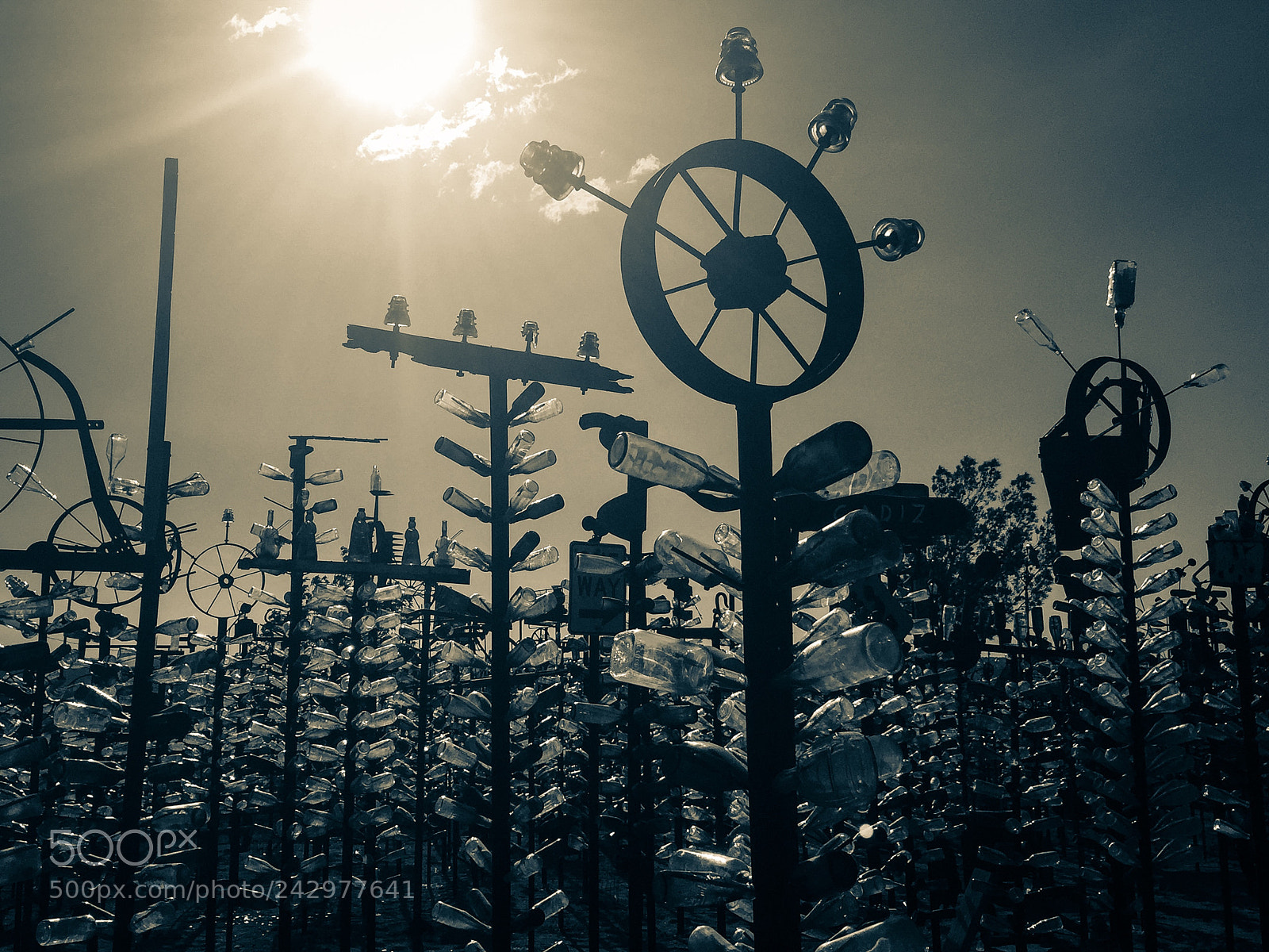 Apple iPhone 6 Plus sample photo. Bottletree forest cali photography