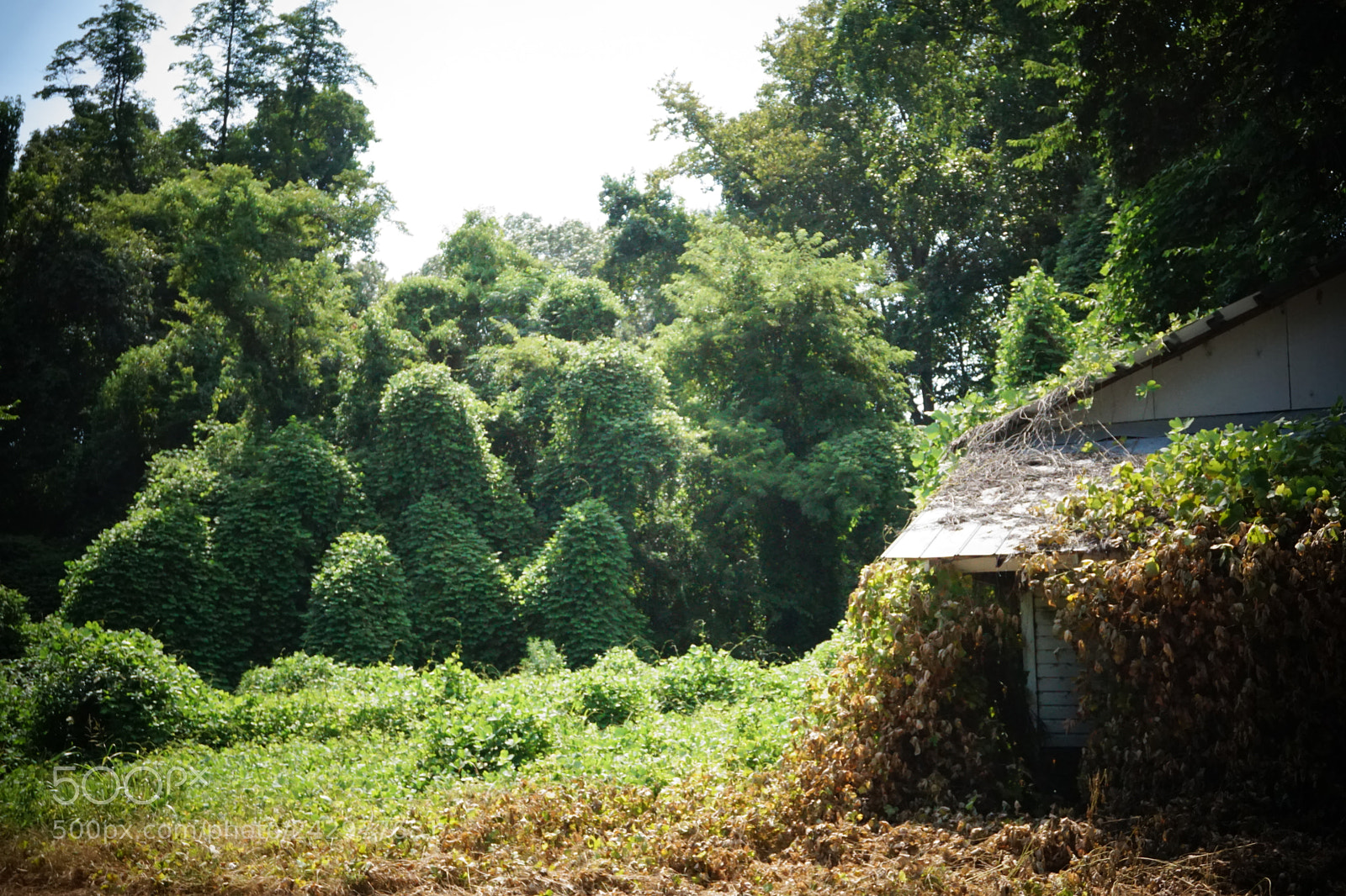 Sony a6000 + Sony E 18-50mm F4-5.6 sample photo. Kudzu overlords of mississippi photography