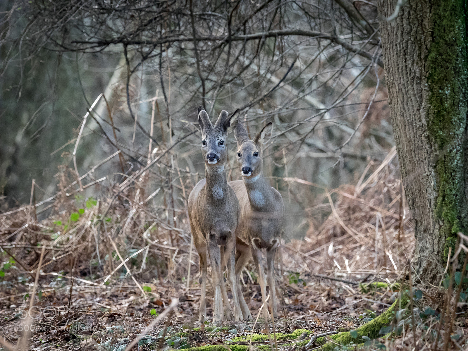 Olympus OM-D E-M1 sample photo. Roe deer. buck and photography