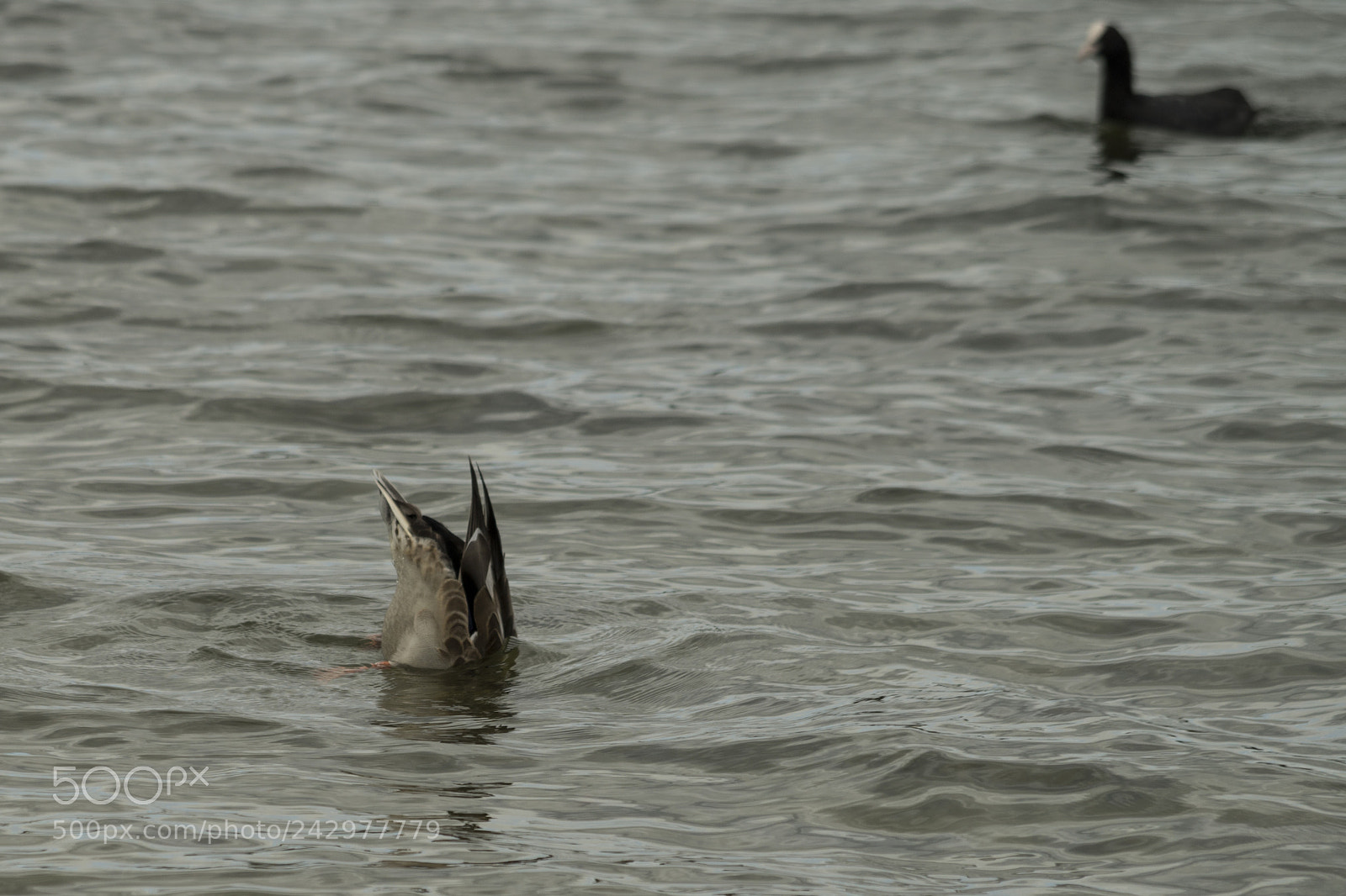 Pentax K-50 sample photo. [slosh] photography
