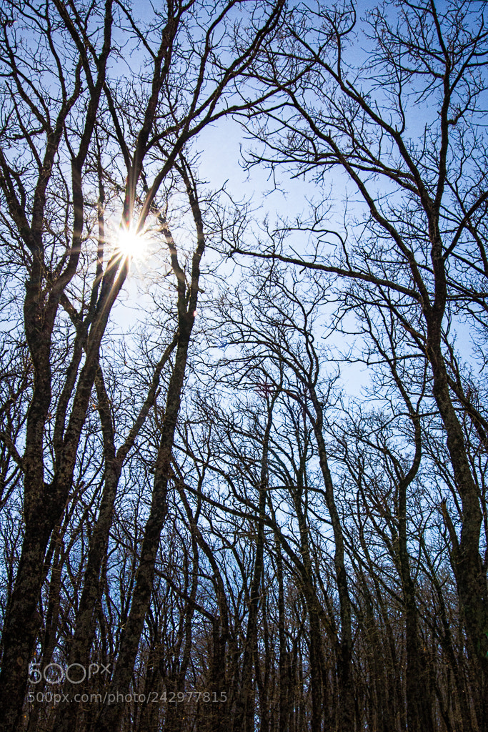 Canon EOS 60D sample photo. Luz de invierno photography