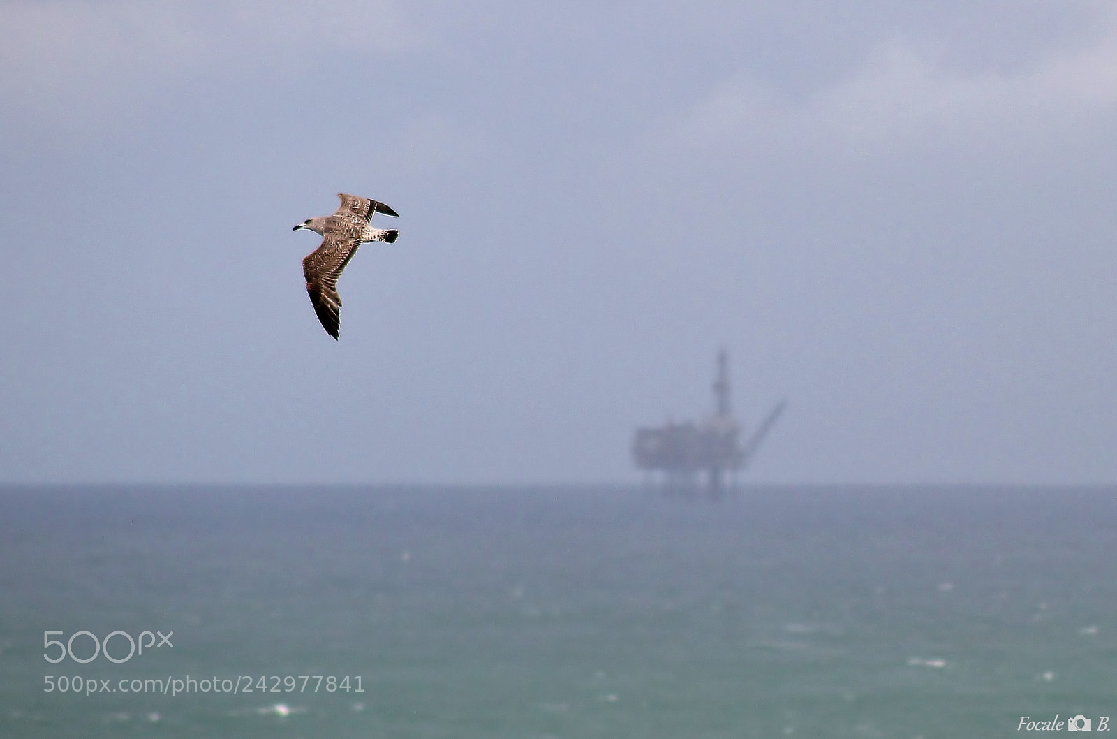 Canon EOS 1100D (EOS Rebel T3 / EOS Kiss X50) sample photo. Bird offshore photography