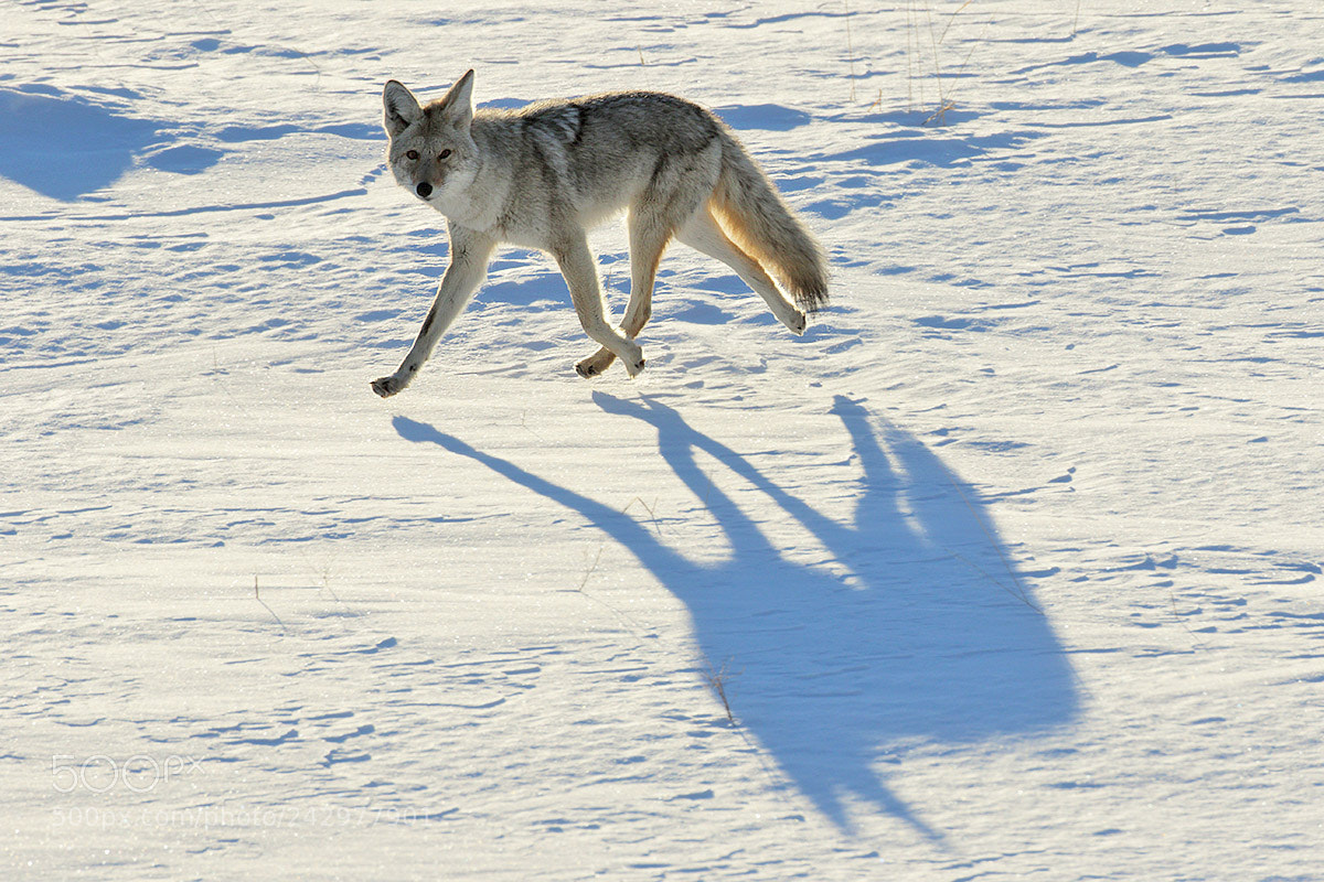 Canon EOS 7D Mark II sample photo. Me & my shadow photography