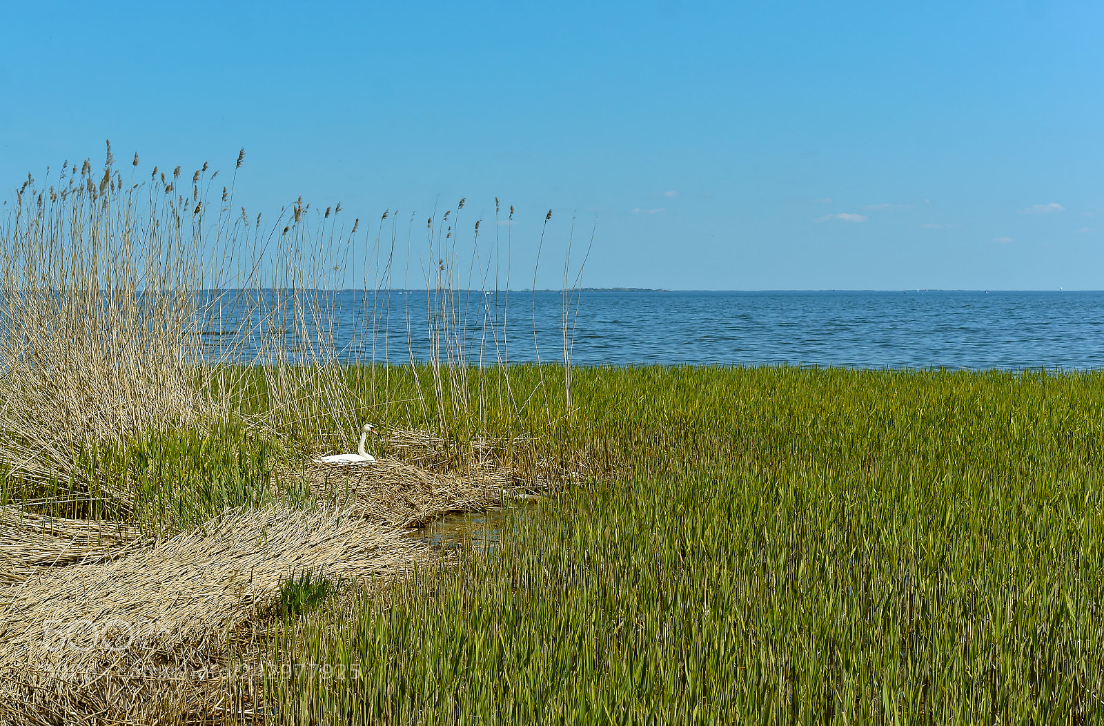 Sony Alpha NEX-3N sample photo. Swan in the nest photography