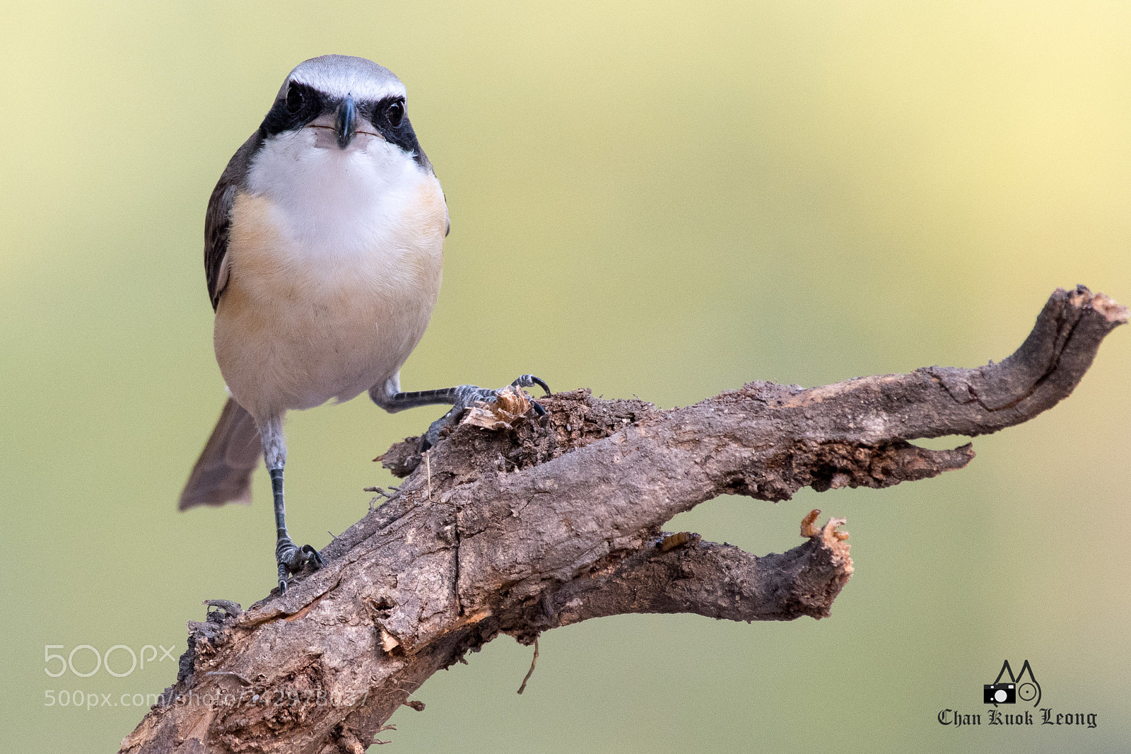 Nikon D500 sample photo. Cool bird photography