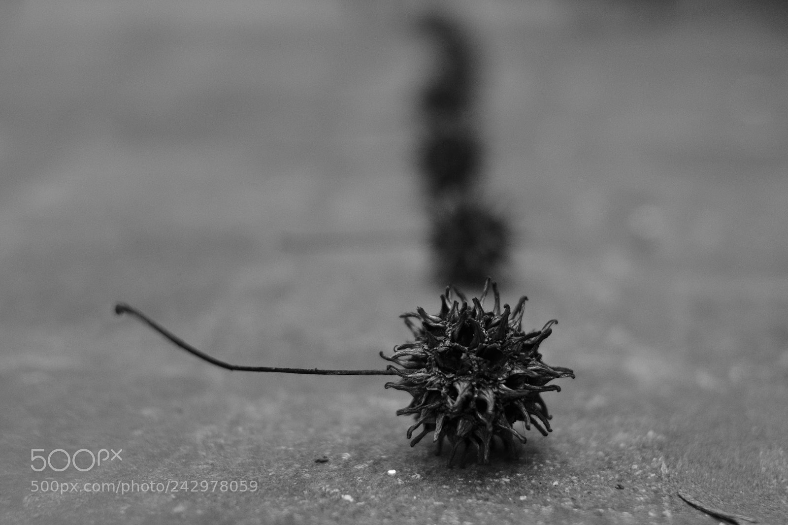 Nikon D3100 sample photo. Untitled photography