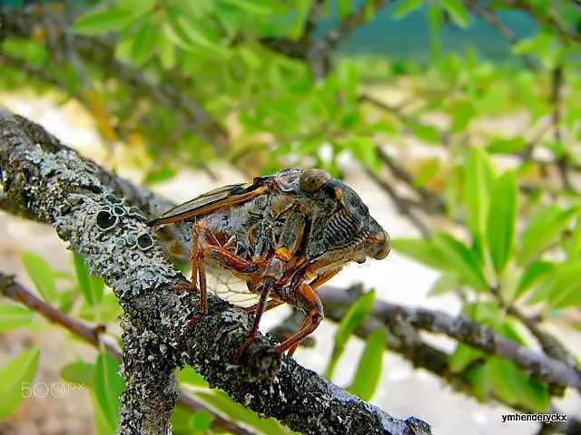 Panasonic DMC-FZ2 sample photo. Orme cigale photography