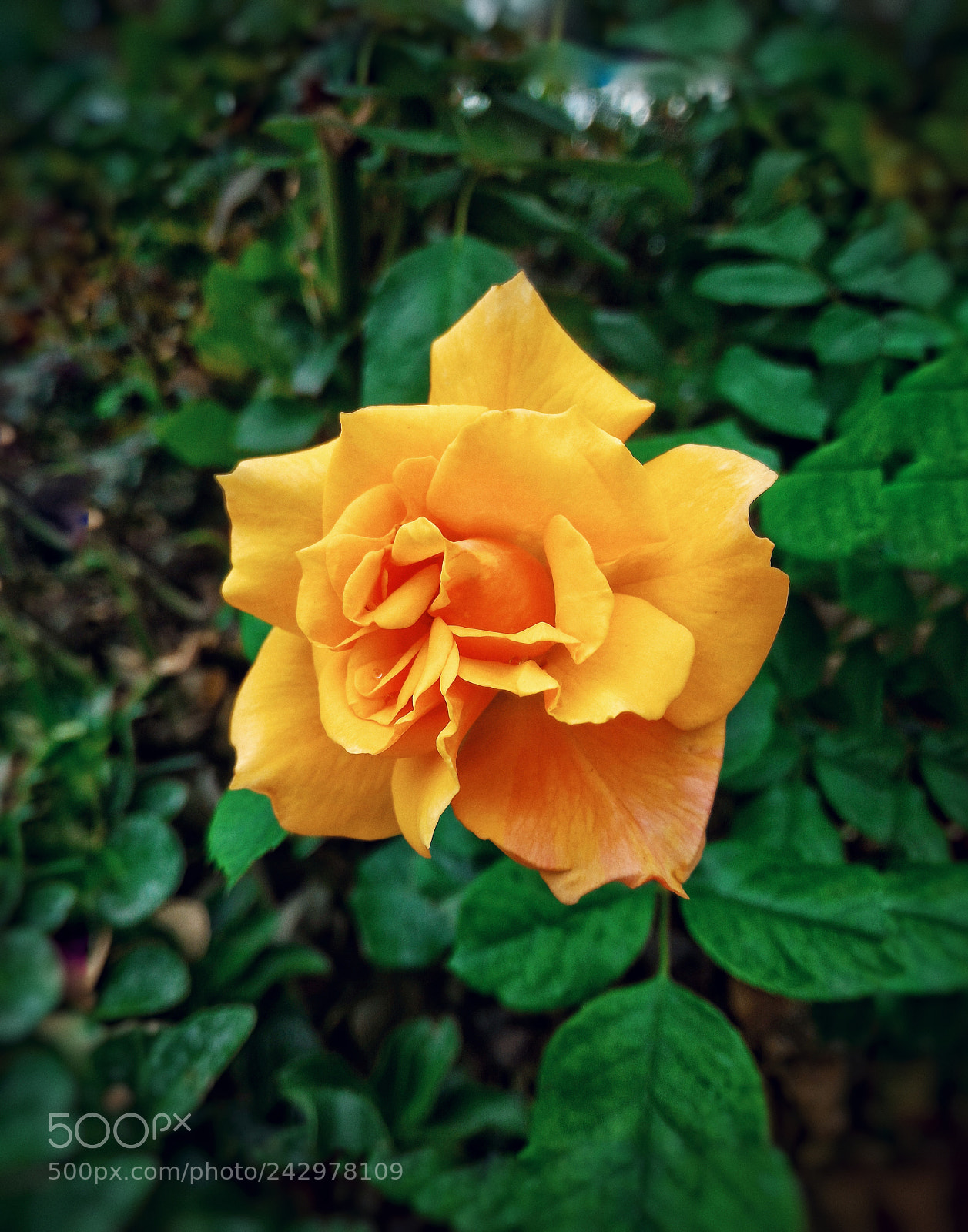 ASUS ZenFone 2 (ZE551ML) sample photo. Ex-yellowrose2 photography
