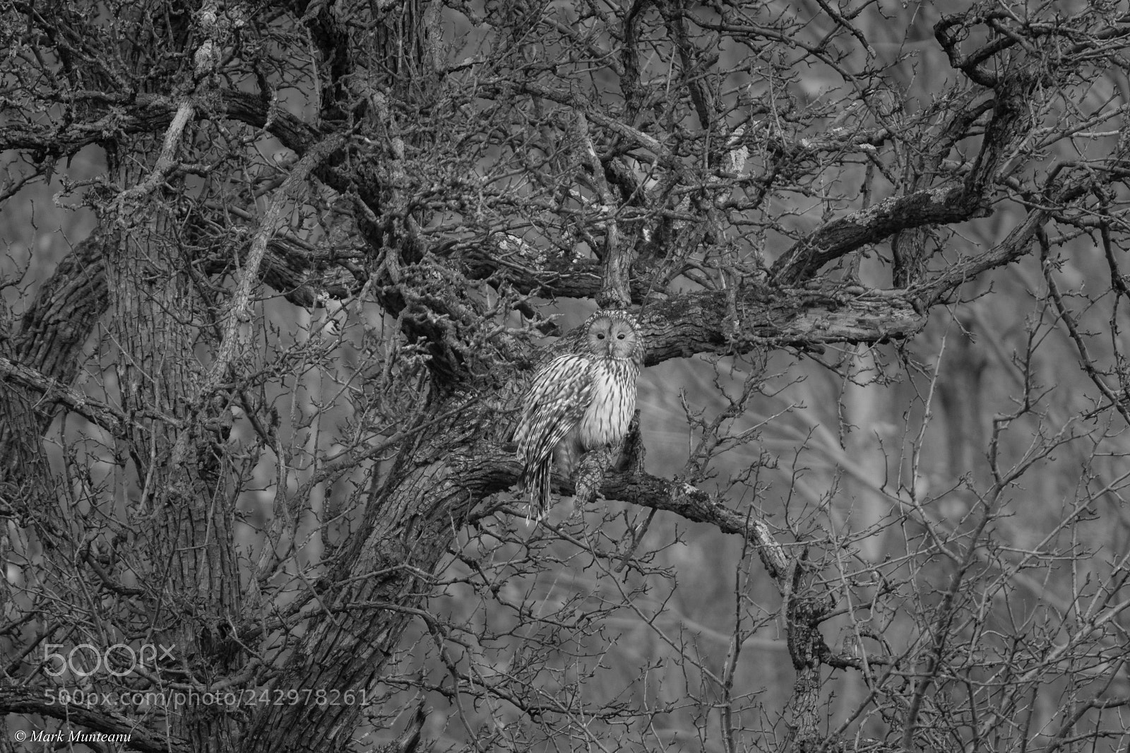 Nikon D500 sample photo. Marsters of camouflage photography