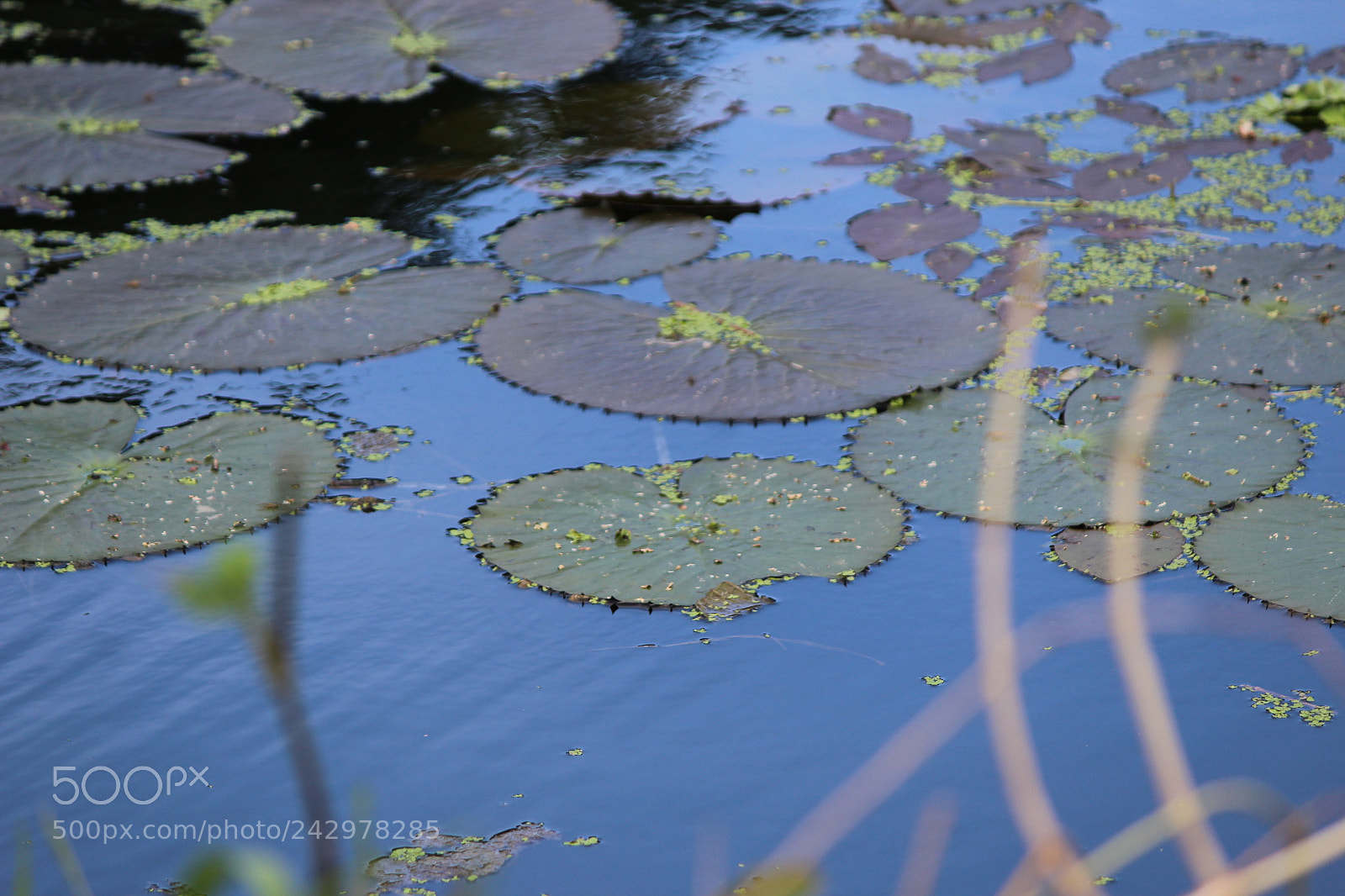 Canon EF-S 55-250mm F4-5.6 IS II sample photo. Base lotus photography