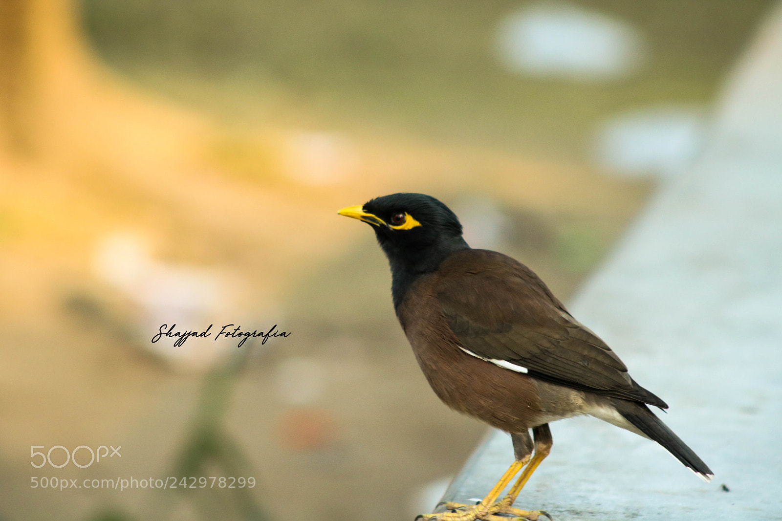 Canon EOS 750D (EOS Rebel T6i / EOS Kiss X8i) sample photo. Bird.jpg photography